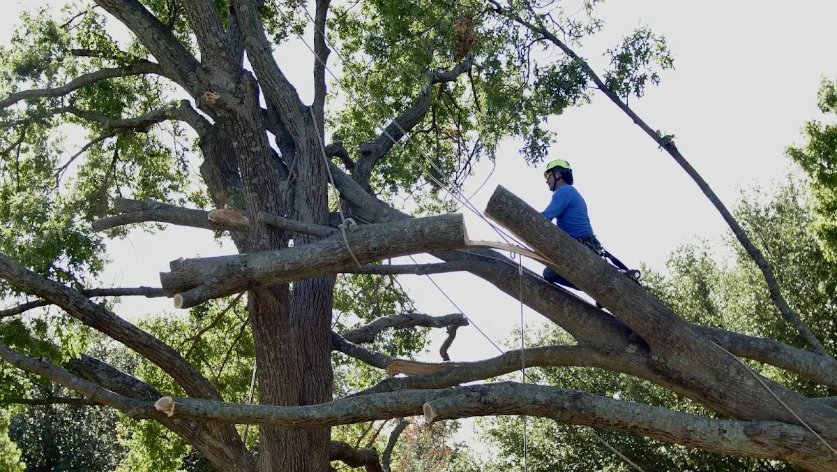 Professional Crown Thinning performed by certified arborists in Frazer