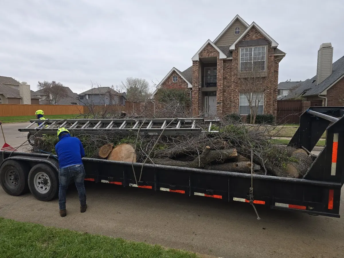 Expert Tree Fertilization with proper safety equipment in Frazer